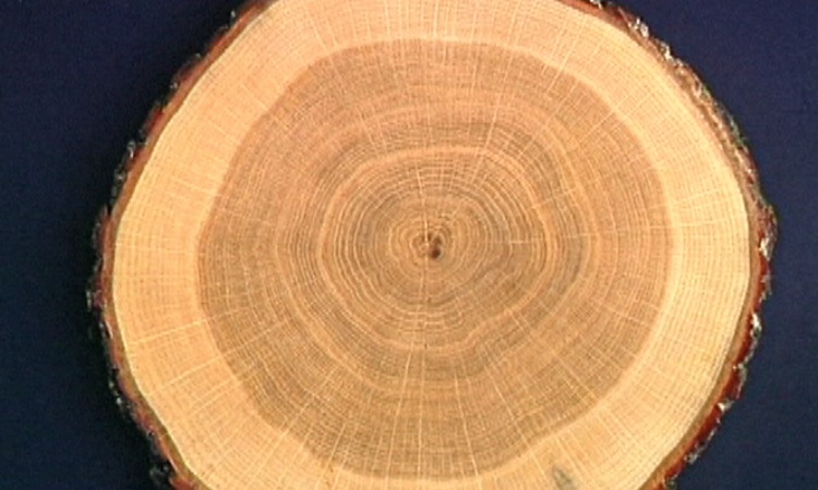 Le bois, ressource naturelle - La nature du bois - 2mn 51s